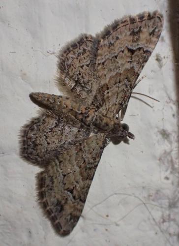 Réf. 217 572 : Gymnoscelis rufifasciata